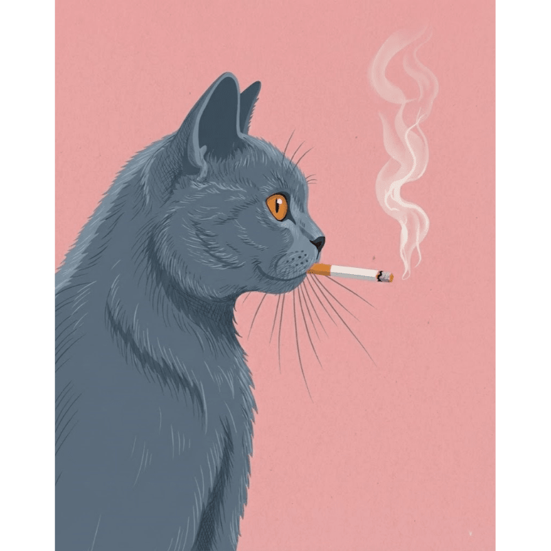 Pink-Hued British Shorthair