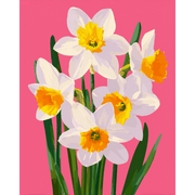 Spring Daffodils in Bloom